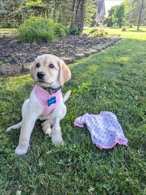 Pink Puppy 🐾 T-shirts - It's A Girl & Puppy Print Size Medium 2/$20